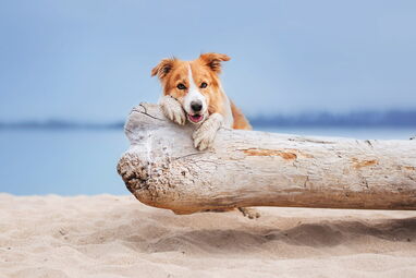 Hundefreundliche Ferienwohnung auf Usedom buchen